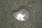 20a Heart work’ Photo 1999. North Sea beach